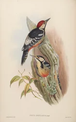 Picus insularis